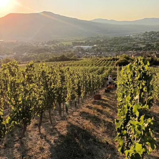 Les Estivales des Chemins de l'Arkose